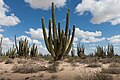 Bosque de Pachycereus pringlei en Sonora