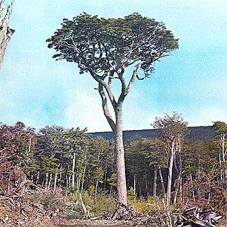 Coigüe de Magallanes en su entorno natural