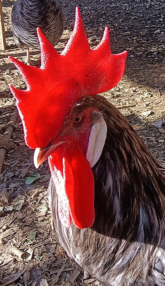 Gallo con cresta y barbas