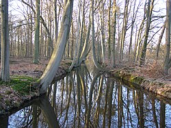 Hayas de troncos curvados junto a un canal