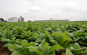 Plantación de tabaco en Pensilvania, Estados Unidos