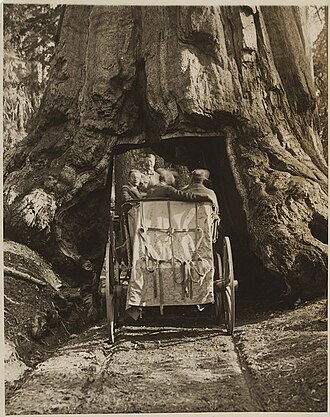 Theodore Roosevelt conduciendo a través de un túnel de secuoyas