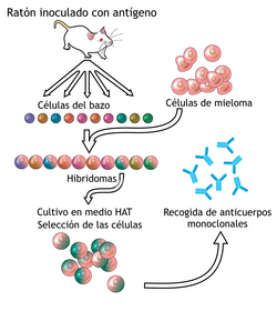 Visión general de la tecnología del hibridoma y la creación de anticuerpos monoclonales