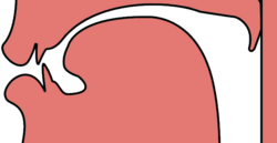 Representación de la fricativa palato-alveolar