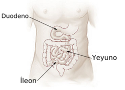 Esquema anatómico del intestino delgado