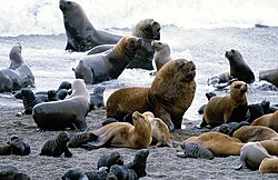 Colonia de lobos marinos