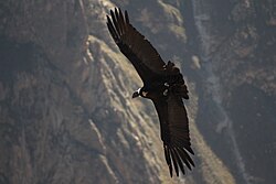 Cóndores andinos volando en corrientes térmicas montañosas