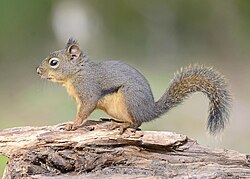Ardilla de Douglas (Tamiasciurus douglasii) en una conífera