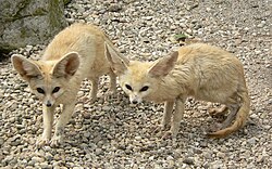 Fotografía de un ejemplar de Fennecus zerda en su entorno adaptativo