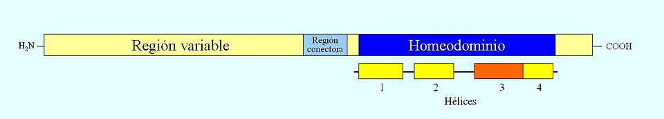 Estructura esquemática de una proteína con homeodominio que muestra su capacidad de unión al ADN.
