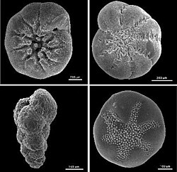 Conchas de diversos foraminíferos bentónicos vistas al microscopio electrónico.