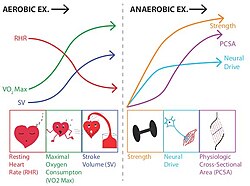 Esquema comparativo sobre las adaptaciones a largo plazo del ejercicio aeróbico y anaeróbico.