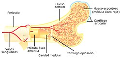 Sección transversal del fémur