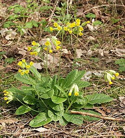 Planta de primula veris o cowslip en su hábitat natural