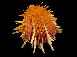 Concha Spondylus