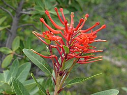 Flor de notro