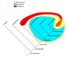 Esquema comparativo de grupos monofiléticos, parafiléticos y polifiléticos
