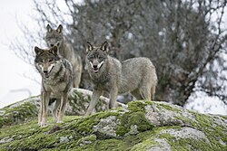 Manada de lobos ibéricos mostrando las franjas blancas en el hocico y marcas negras.