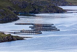 Jaulas flotantes para cultivo de salmón en Noruega
