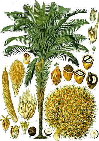 Ilustración botánica histórica de la especie Elaeis guineensis