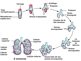 Desarrollo pulmonar