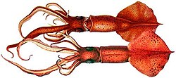 Mastigoteuthis flamea mostrando su morfología
