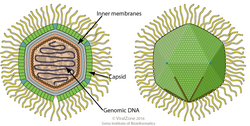 Dibujo esquemático de un virión del género Mimivirus en sección transversal y vista lateral.