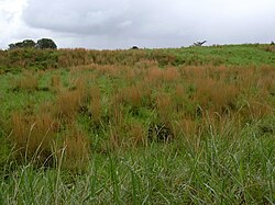 Especie vegetal Andropogon
