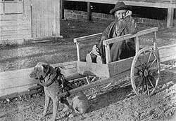Perro tirando de un carro en 1904