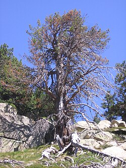 Pino de Amitges, árbol singular