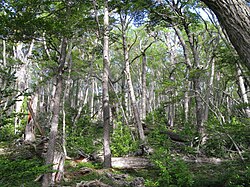 Bosque de lengas en las zonas elevadas de la isla Lennox