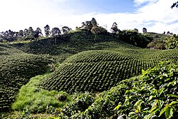 Cafetales en el Triángulo del Café de Colombia