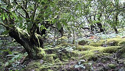 Bosque de laurisilva en Garajonay