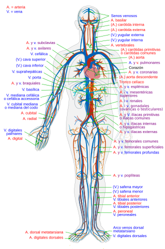 Esquema del sistema cardiovascular humano