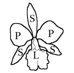 Esquema de la disposición de las piezas del periantio en las orquídeas
