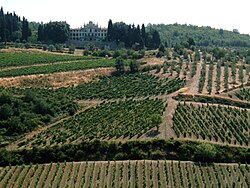 Viñedos en la región de Chianti