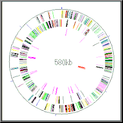 Representación esquemática de Mycoplasma genitalium