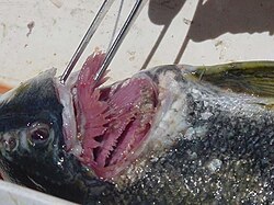 Enfermedad columnaris en las branquias de un salmón causada por Flavobacterium columnare
