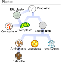 Diagrama de los diferentes tipos de plástidos y su clasificación.
