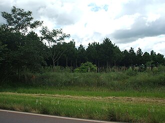 Zona de bosques y áreas de reforestación en San José de los Arroyos