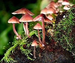 Hongos en la naturaleza