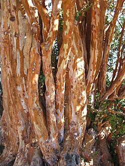 Tronco de un árbol de arrayán con su corteza anaranjada característica.