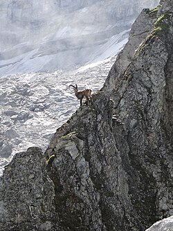 Capra en entorno alpino