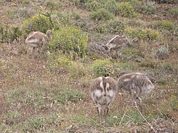Crías de Rhea pennata pennata