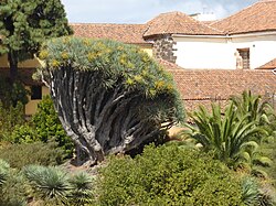 Drago situado junto al ex convento de Santo Domingo en La Laguna