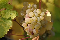 Racimos de uva riesling en un viñedo alemán.