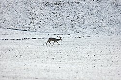 Corzo en un campo nevado