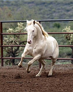 Representación taxonómica y filogenética de la especie Equus ferus.