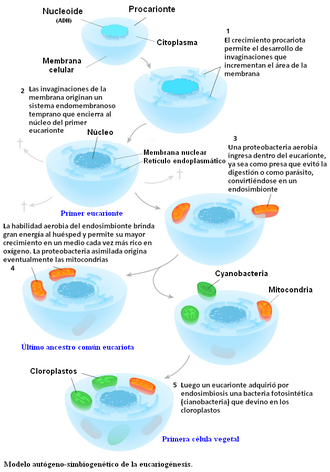 Fases de la teoría de las invaginaciones y origen celular.