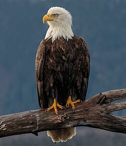 Ejemplar adulto de pigargo americano en Alaska